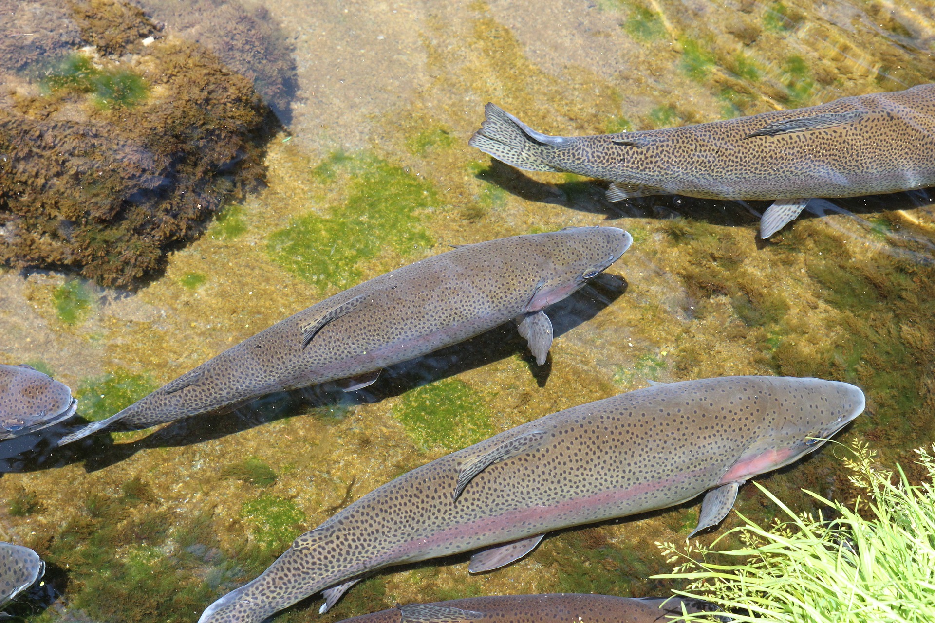 fish-1010962_1920