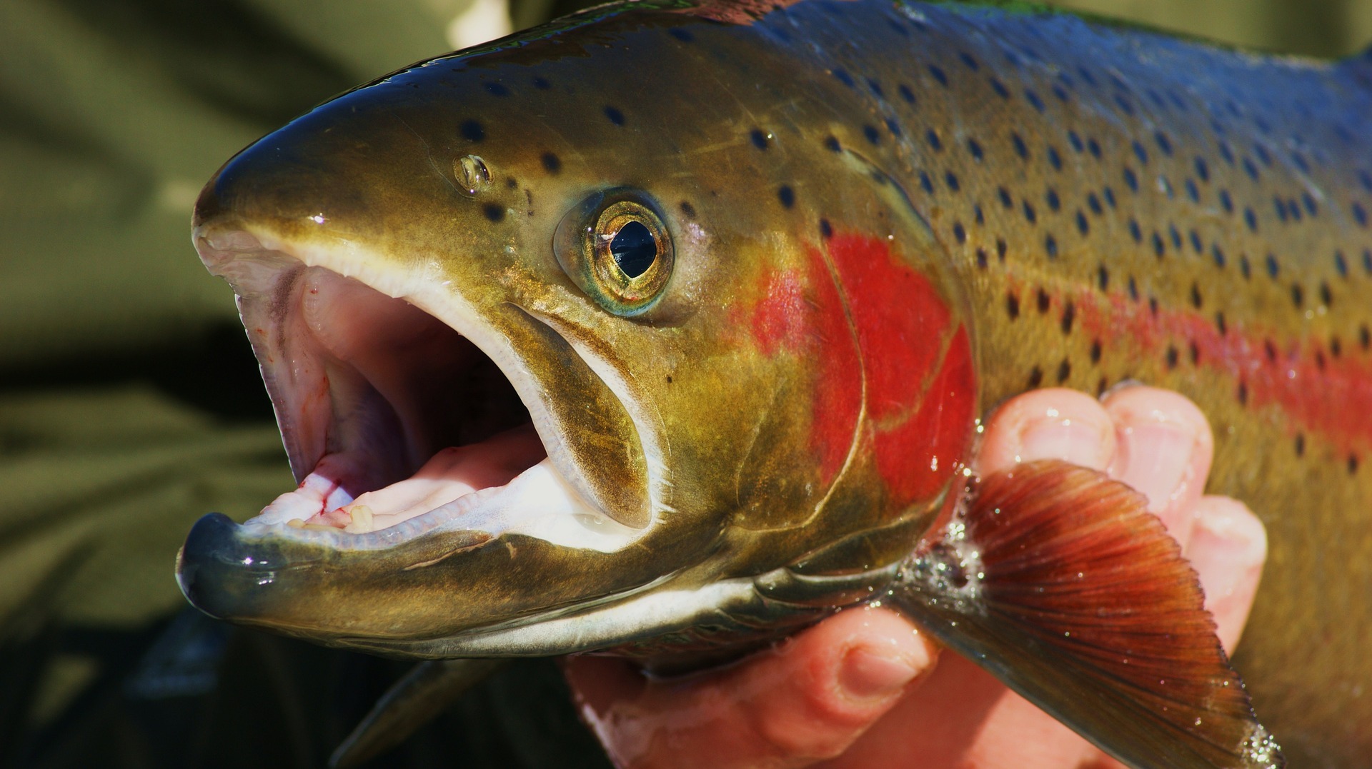 fish-4113608_1920